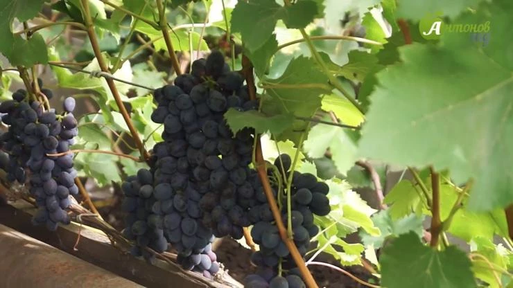 кишмиш юпитер для сибири