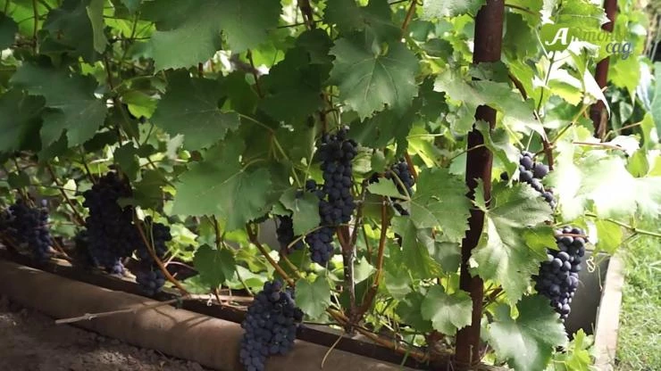 сорт винограда юпитер для сибири