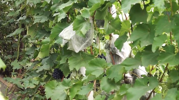 сорт винограда фейз для сибири