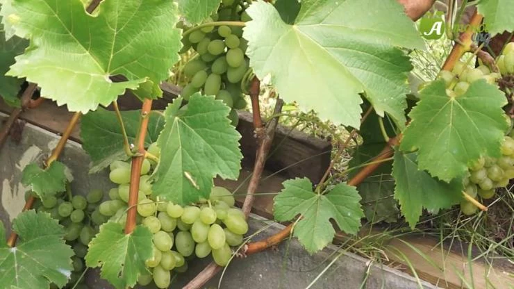 белый кишмиш хоуп для сибири