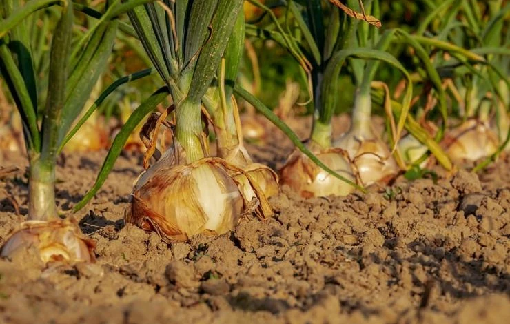 уход за репчатым луком рассадой