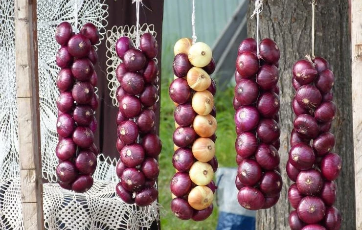 как убирать и хранить репчатый лук в ленинградской области