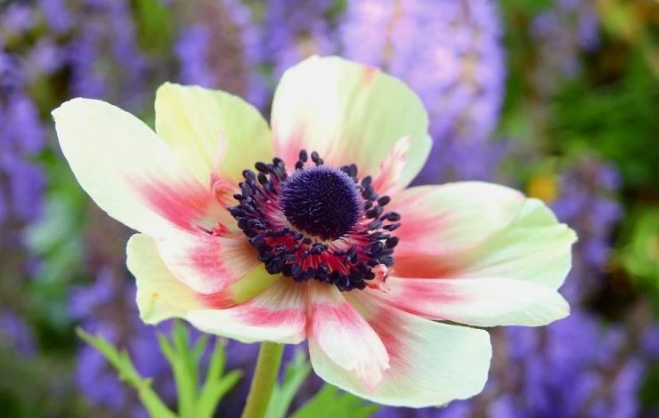 анемона корончатая уход в сибири