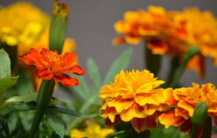 какие однолетние посеять