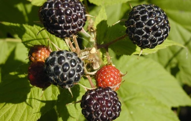 черная малина описание