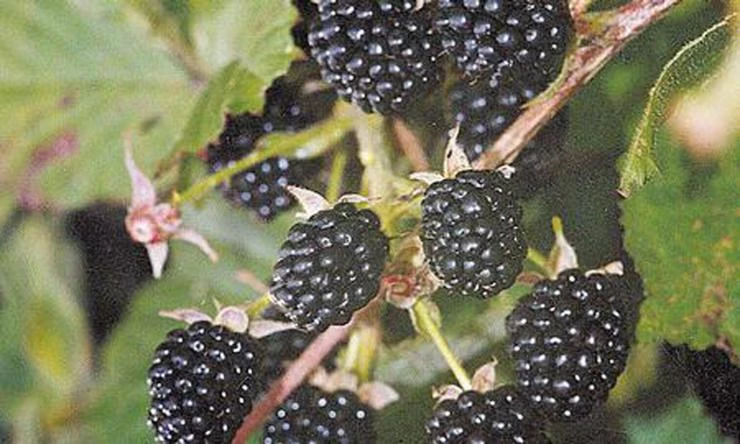 черная малина уголек