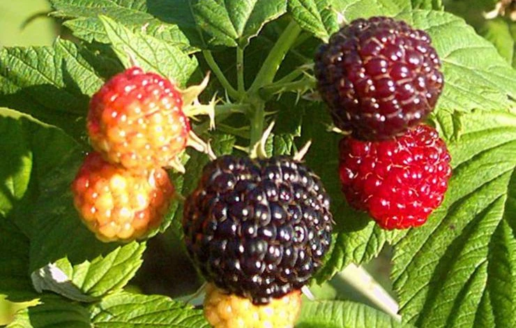 черная малина поворот