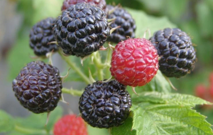 черная малина кумберленд