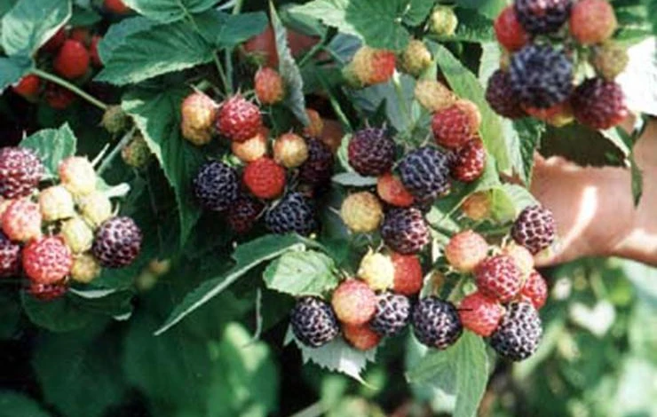 бристаль черная малина