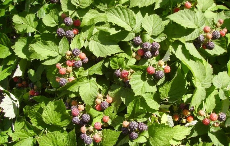 черная малина агротехника