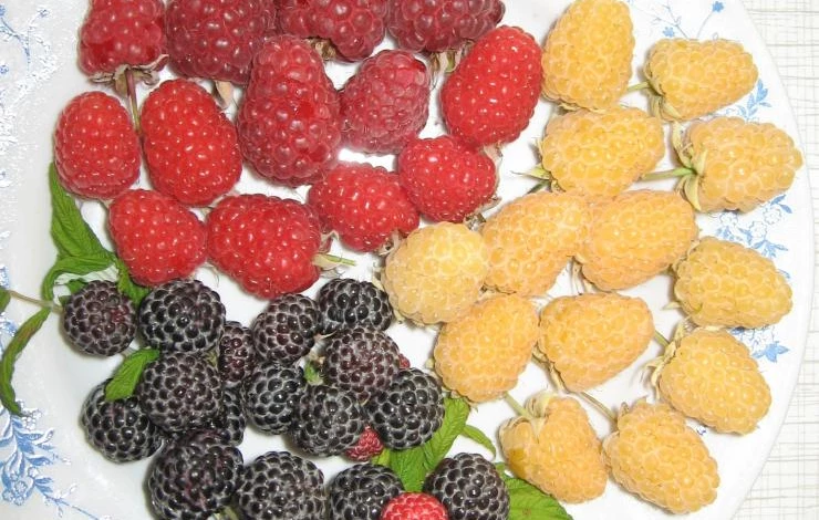 выращивание черной малины