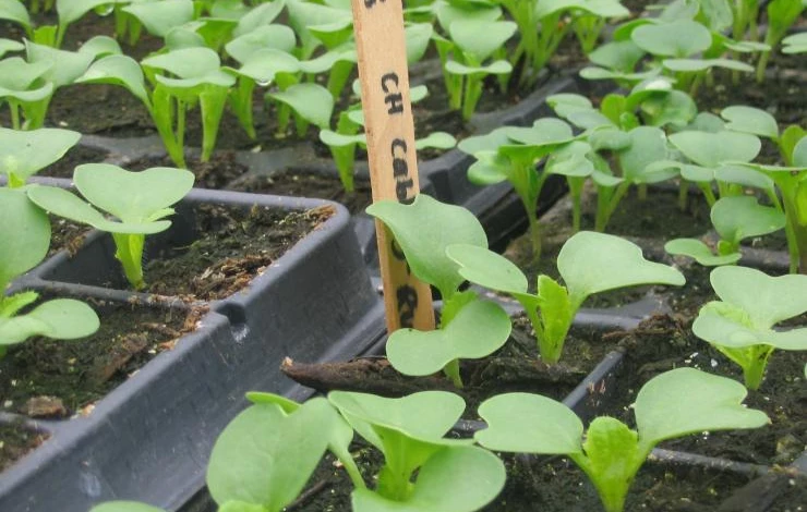 пекинская капуста на рассаду