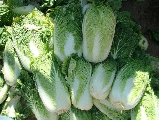 сорта пекинской капусты