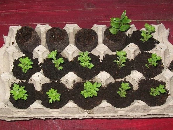 рассада в ячейках из под яиц