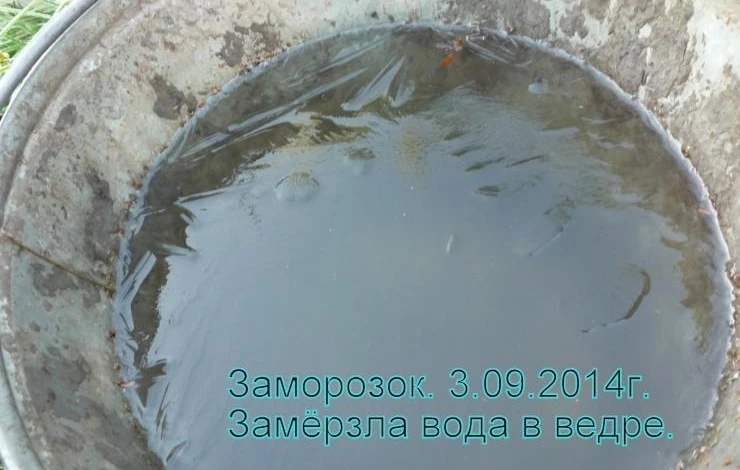 виноград и заморозки