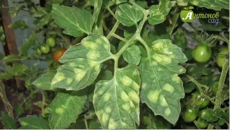 кладоспориоз на томатах