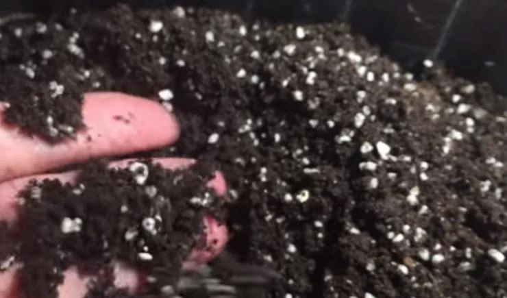 грунт для рассады клубники