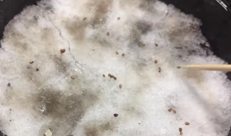 семена земляники сеем на снег