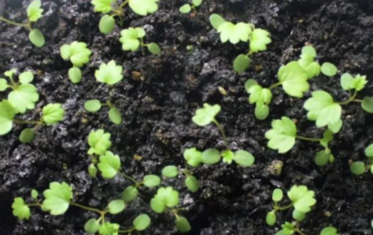 подросшая рассада клубники