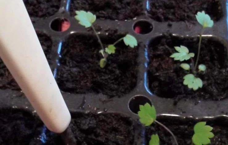 пикировка рассада клубники