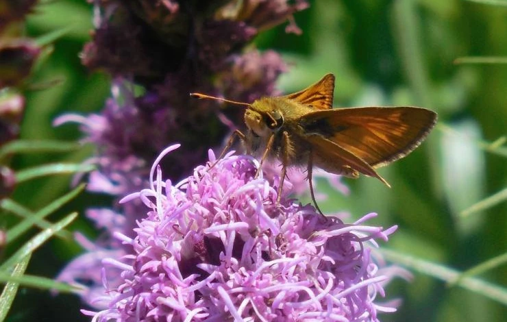 лиатрис посадка и уход