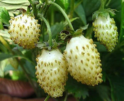 лучший сорт клубники белоснежка