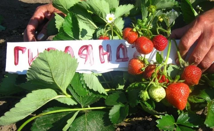 ремонтантная клубника гирлянда