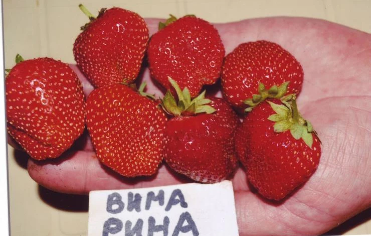 ремонтантная клубника вима рима