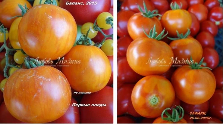сочные гибриды томатов