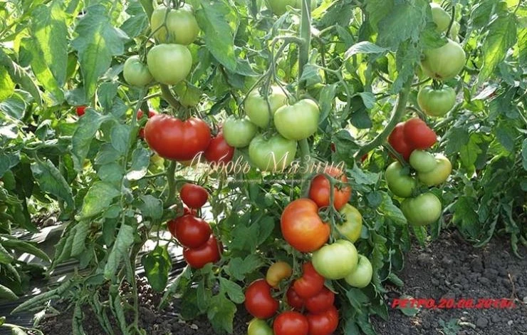 ретро гибриды томатов