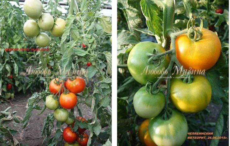 сочные сорта томатов мязиной