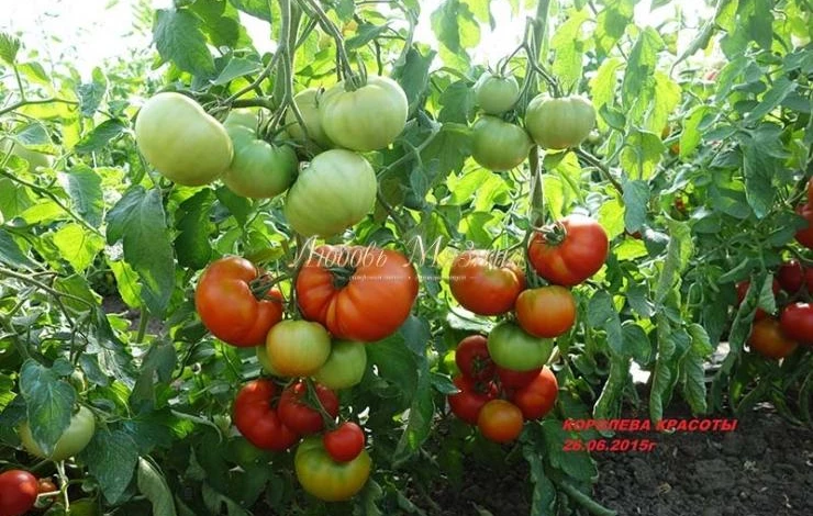 гибрид королева красоты