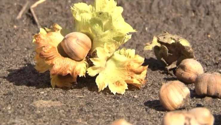 омолаживающая обрезка фундука