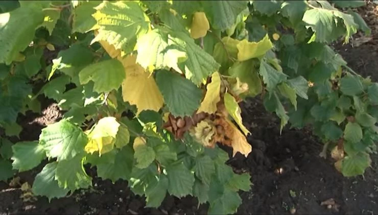 когда прививать фундук