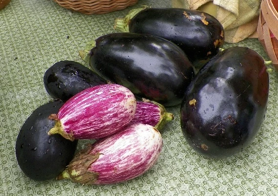 ранние сорта баклажанов