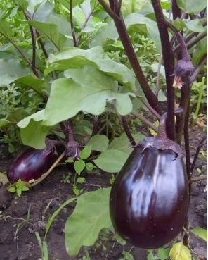 ранний баклажан негус