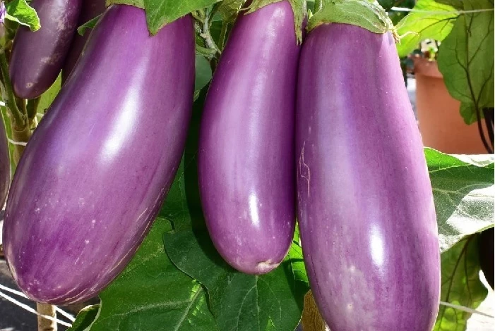 ранний баклажан лауреат