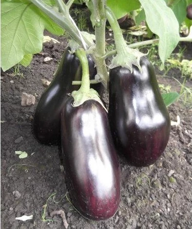 ранний баклажан бычий лоб