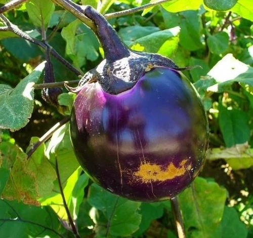 ранний баклажан чешский ранний