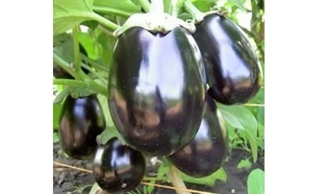 ранний баклажан альбатрос