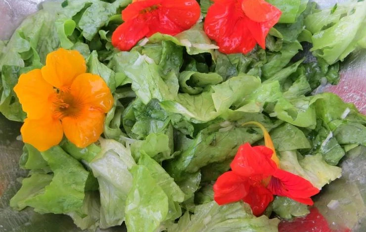 применение настурции