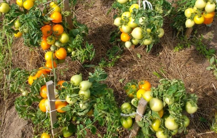 коллекция сортов домашних помидоров