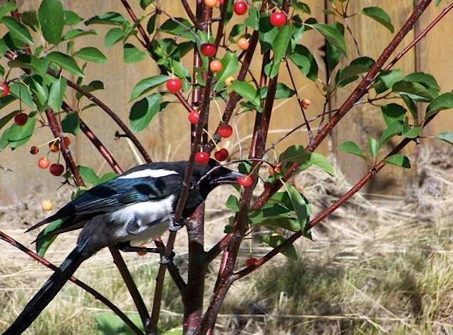 как избавиться от долгоносика на вишне черешне черемухе