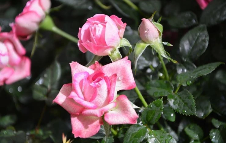 как обработать фитовермом