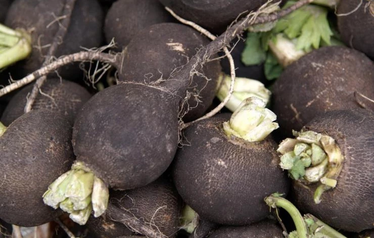 как хранить редьку зимой