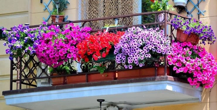 уход за цветами на балконе