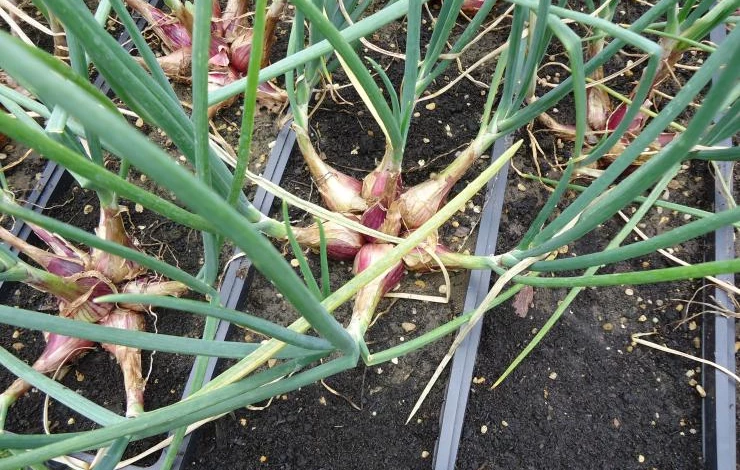 как вырастить семейный лук