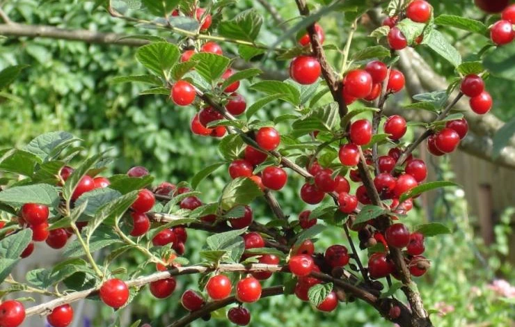 таблица сортов вишни войлочной