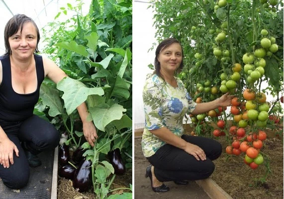 как улучшить почву в теплице