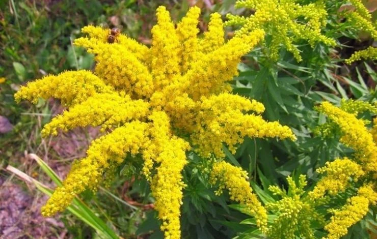 золотарник гибридный